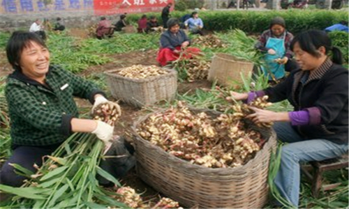 生姜怎么种植才好 1-1G2111FFa07.jpg