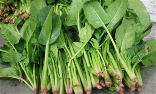 菠菜是什么季节生长的 1-1P4251A512.jpg